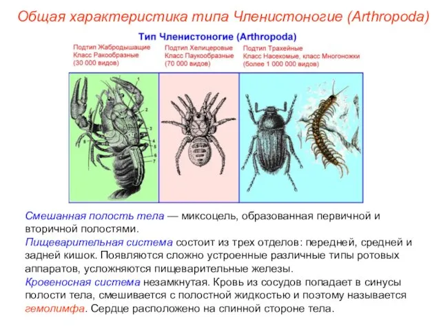 Смешанная полость тела — миксоцель, образованная первичной и вторичной полостями. Пищеварительная