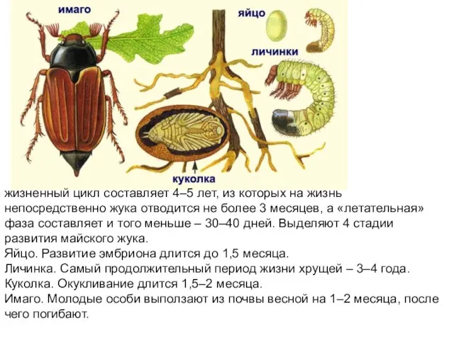 жизненный цикл составляет 4–5 лет, из которых на жизнь непосредственно жука