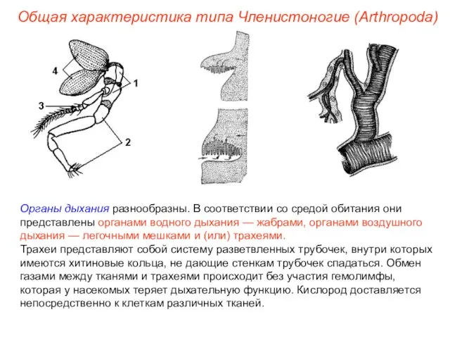 Общая характеристика типа Членистоногие (Arthropoda) Органы дыхания разнообразны. В соответствии со