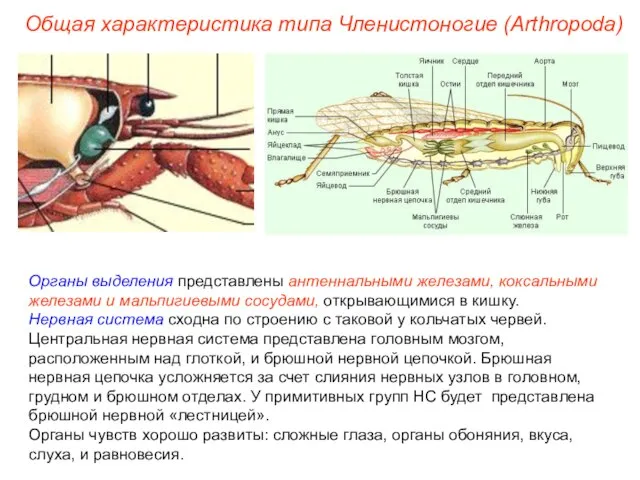 Органы выделения представлены антеннальными железами, коксальными железами и мальпигиевыми сосудами, открывающимися