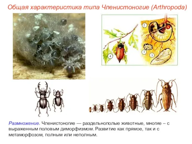 Размножение. Членистоногие — раздельнополые животные, многие – с выраженным половым диморфизмом.