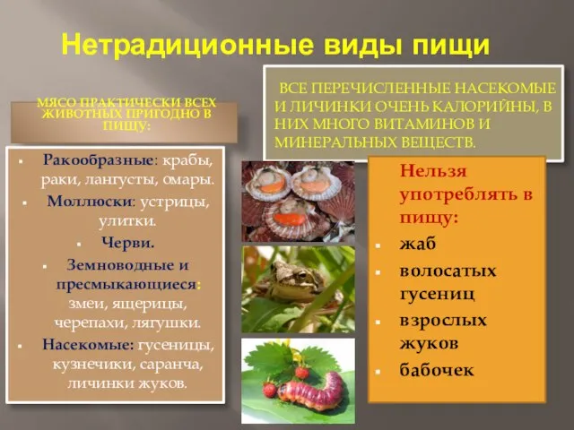 Нетрадиционные виды пищи МЯСО ПРАКТИЧЕСКИ ВСЕХ ЖИВОТНЫХ ПРИГОДНО В ПИЩУ: ВСЕ