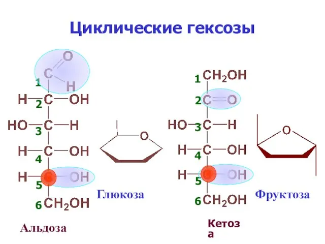 Циклические гексозы Альдоза Кетоза Глюкоза Фруктоза