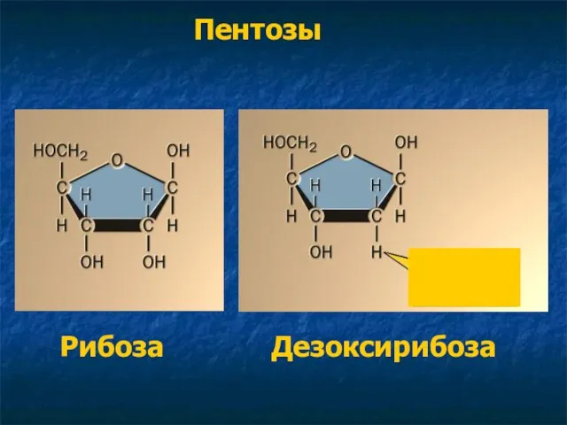 Пентозы Гляди-ка, кислорода-то нет! Рибоза Дезоксирибоза