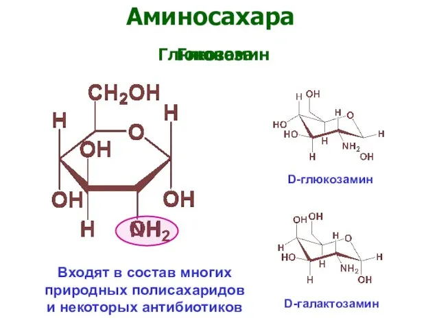Аминосахара Глюкозамин Глюкоза D-глюкозамин D-галактозамин Входят в состав многих природных полисахаридов и некоторых антибиотиков