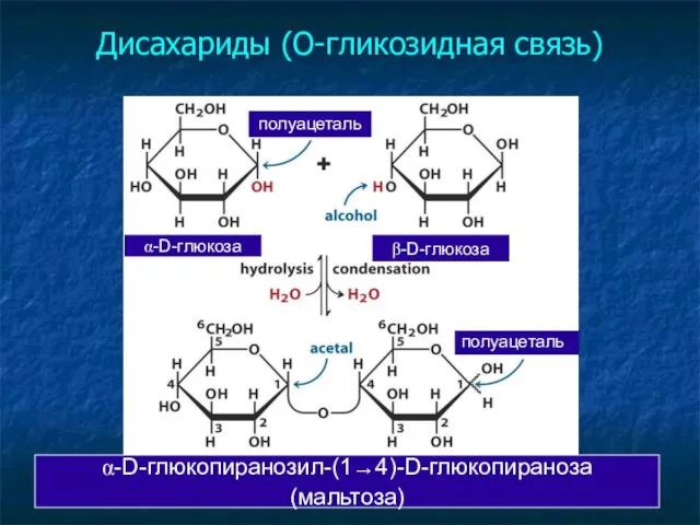 Дисахариды (О-гликозидная связь)‏ α-D-глюкопиранозил-(1→4)-D-глюкопираноза (мальтоза)‏ α-D-глюкоза β-D-глюкоза полуацеталь полуацеталь