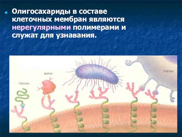 Олигосахариды в составе клеточных мембран являются нерегулярными полимерами и служат для узнавания.