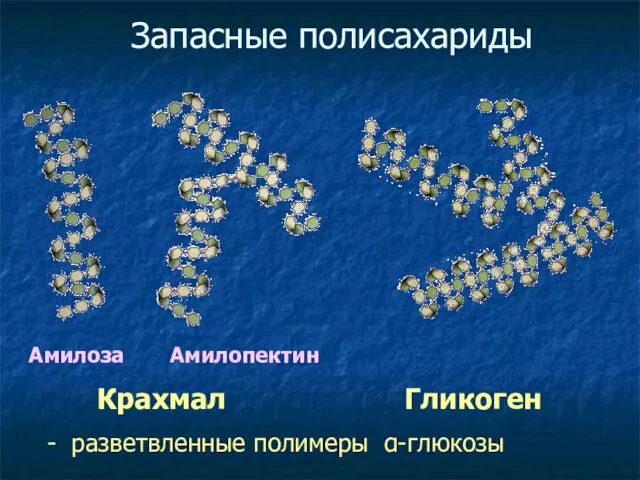 Запасные полисахариды Крахмал Гликоген Амилоза Амилопектин - разветвленные полимеры α-глюкозы