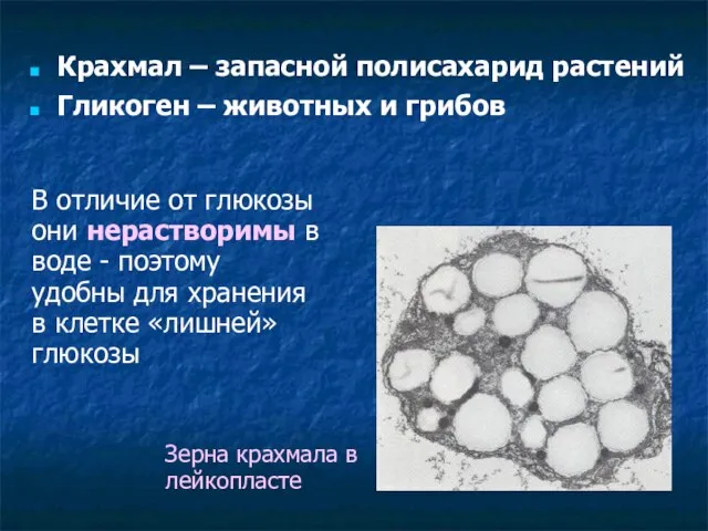 Крахмал – запасной полисахарид растений Гликоген – животных и грибов Зерна