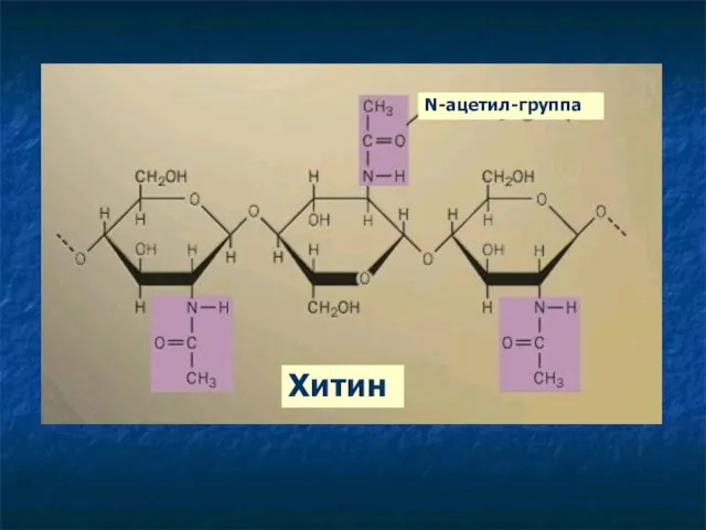 N-ацетил-группа Хитин