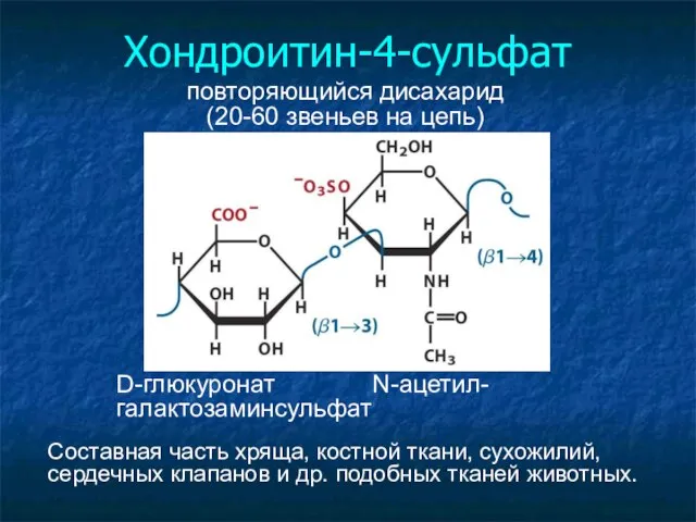 Хондроитин-4-сульфат повторяющийся дисахарид (20-60 звеньев на цепь)‏ D-глюкуронат N-ацетил- галактозаминсульфат Составная