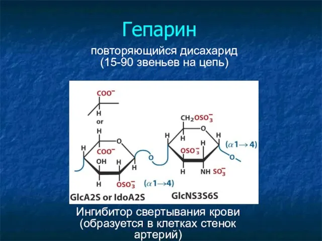 Гепарин повторяющийся дисахарид (15-90 звеньев на цепь)‏ Ингибитор свертывания крови (образуется в клетках стенок артерий)‏