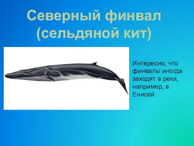 Интересно, что финвалы иногда заходят в реки, например, в Енисей. Северный финвал (сельдяной кит)