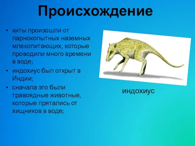 Происхождение киты произошли от парнокопытных наземных млекопитающих, которые проводили много времени