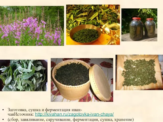 Заготовка, сушка и ферментация иван-чаяИсточник: http://kivahan.ru/zagotovka-ivan-chaya/ (сбор, завяливание, скручивание, ферментация, сушка, хранение)