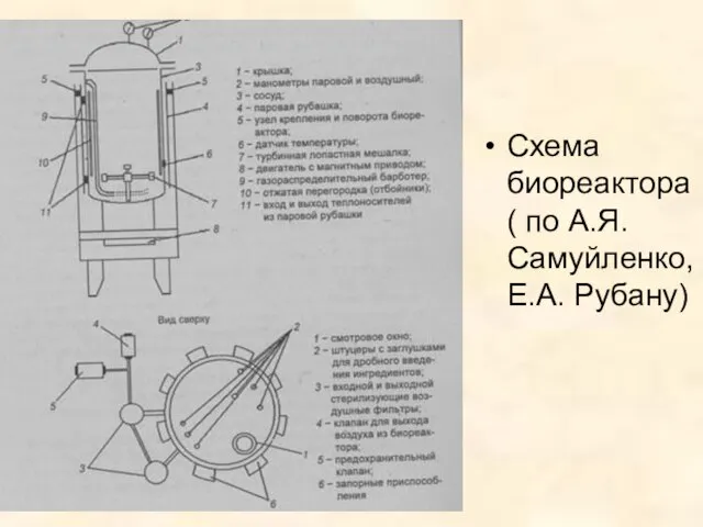 Схема биореактора ( по А.Я. Самуйленко, Е.А. Рубану)