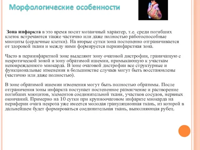 Зона инфаркта в это время носит мозаичный характер, т.е. среди погибших