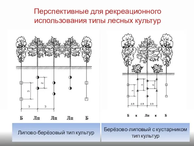 Перспективные для рекреационного использования типы лесных культур Берёзово-липовый с кустарником тип культур Липово-берёзовый тип культур