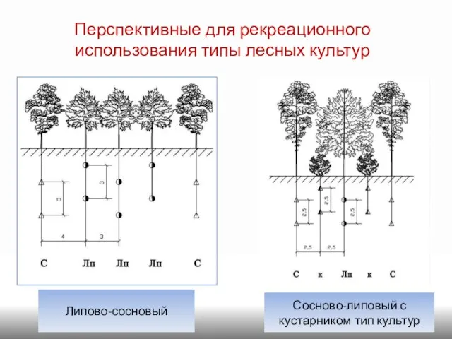 Перспективные для рекреационного использования типы лесных культур Липово-сосновый Сосново-липовый с кустарником тип культур