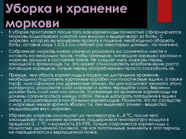 Уборка и хранение моркови К уборке приступают после того, как корнеплоды