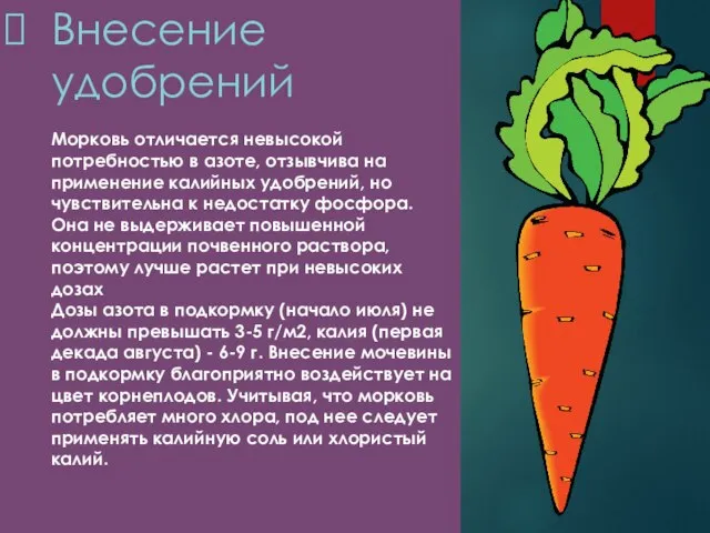 Внесение удобрений Морковь отличается невысокой потребностью в азоте, отзывчива на применение