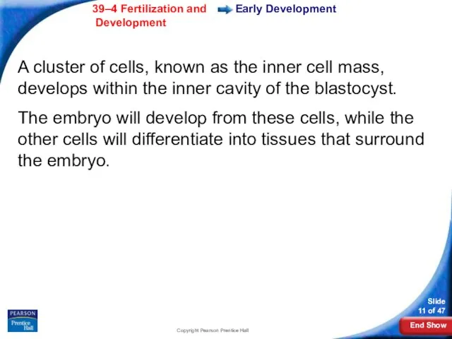 Copyright Pearson Prentice Hall Early Development A cluster of cells, known