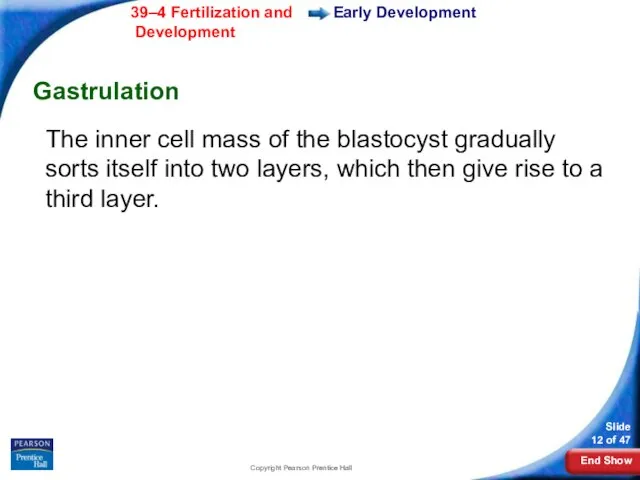 Copyright Pearson Prentice Hall Early Development Gastrulation The inner cell mass