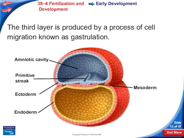 Copyright Pearson Prentice Hall Mesoderm Amniotic cavity Primitive streak Ectoderm Endoderm