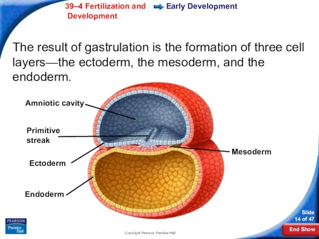 Copyright Pearson Prentice Hall Early Development The result of gastrulation is