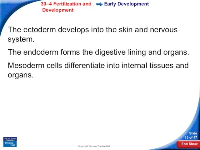 Copyright Pearson Prentice Hall Early Development The ectoderm develops into the