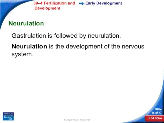 Copyright Pearson Prentice Hall Early Development Neurulation Gastrulation is followed by