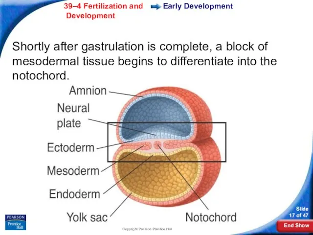 Copyright Pearson Prentice Hall Early Development Shortly after gastrulation is complete,