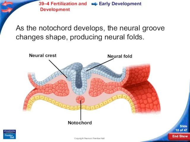 Copyright Pearson Prentice Hall Neural crest Neural fold Notochord Early Development