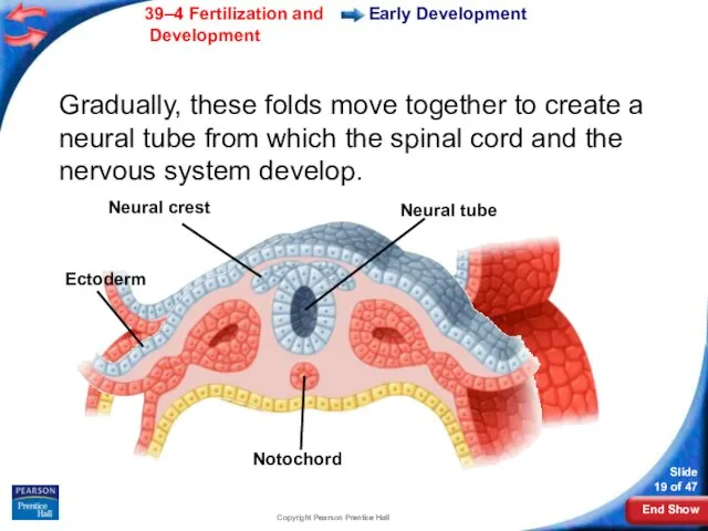 Copyright Pearson Prentice Hall Neural crest Neural tube Ectoderm Notochord Early