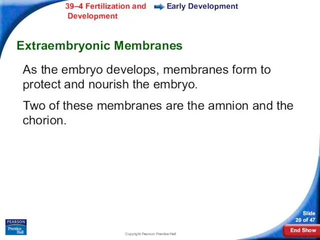 Copyright Pearson Prentice Hall Early Development Extraembryonic Membranes As the embryo