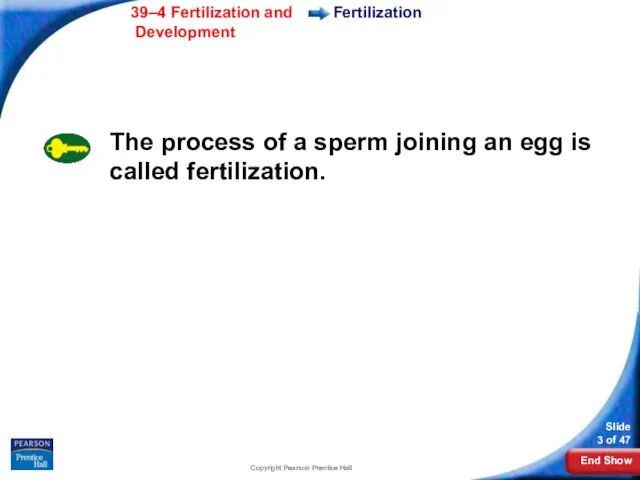 Copyright Pearson Prentice Hall Fertilization The process of a sperm joining an egg is called fertilization.