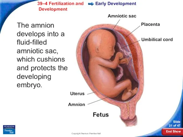 Copyright Pearson Prentice Hall Early Development The amnion develops into a