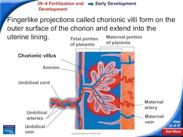 Copyright Pearson Prentice Hall Fingerlike projections called chorionic villi form on