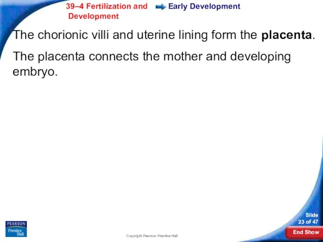 Copyright Pearson Prentice Hall The chorionic villi and uterine lining form