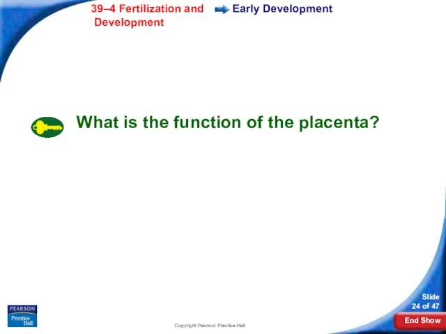 Copyright Pearson Prentice Hall Early Development What is the function of the placenta?