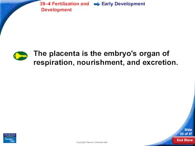 Copyright Pearson Prentice Hall Early Development The placenta is the embryo's