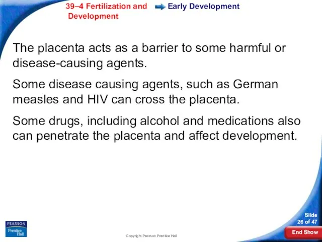 Copyright Pearson Prentice Hall Early Development The placenta acts as a