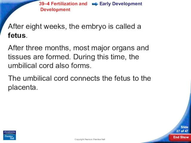 Copyright Pearson Prentice Hall Early Development After eight weeks, the embryo