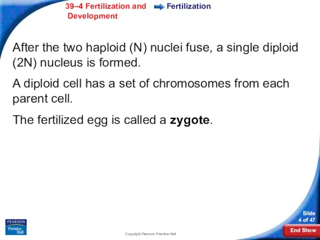 Copyright Pearson Prentice Hall Fertilization After the two haploid (N) nuclei