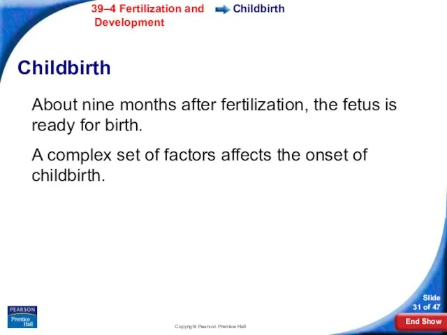 Copyright Pearson Prentice Hall Childbirth Childbirth About nine months after fertilization,