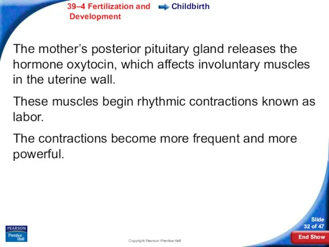 Copyright Pearson Prentice Hall Childbirth The mother’s posterior pituitary gland releases