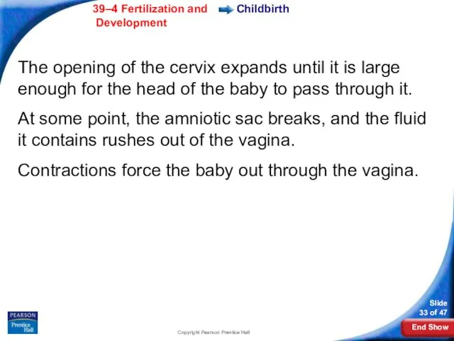 Copyright Pearson Prentice Hall Childbirth The opening of the cervix expands