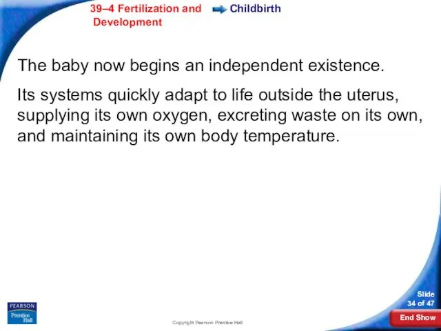 Copyright Pearson Prentice Hall Childbirth The baby now begins an independent