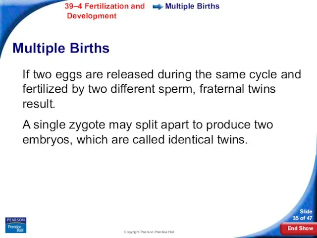 Copyright Pearson Prentice Hall Multiple Births Multiple Births If two eggs