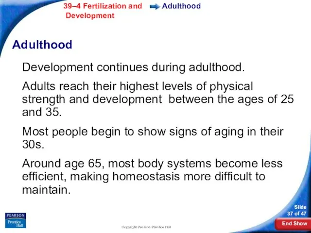 Copyright Pearson Prentice Hall Adulthood Adulthood Development continues during adulthood. Adults